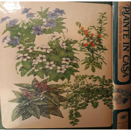 Piante in casa: come coltivare con successo