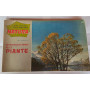 Albi figurati per lo studio della natura nel meraviglioso mondo delle piante