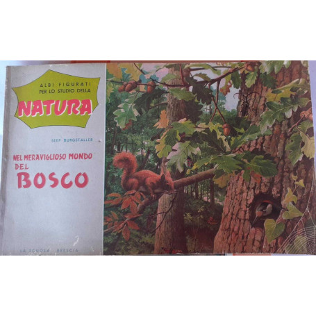 Albi figurati per lo studio della natura. Nel meraviglioso mondo del bosco