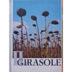 Il girasole