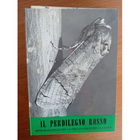Il perdilegno rosso