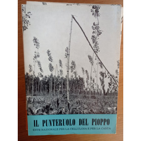 Il punteruolo del pioppo