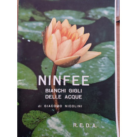 NINFEE bianchi gigli delle acque