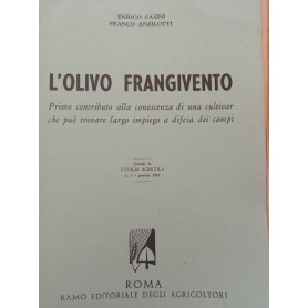L' olivo frangivento