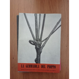 La gemmaiola del pioppo