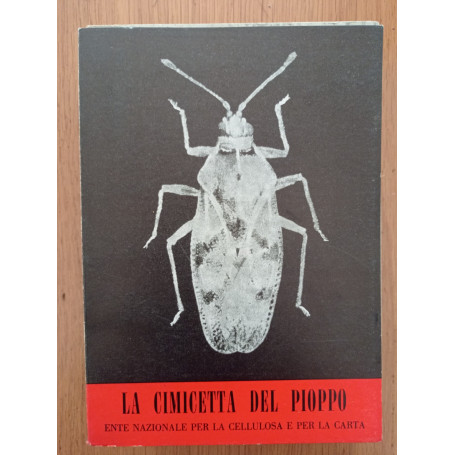 La cimicetta del pioppo