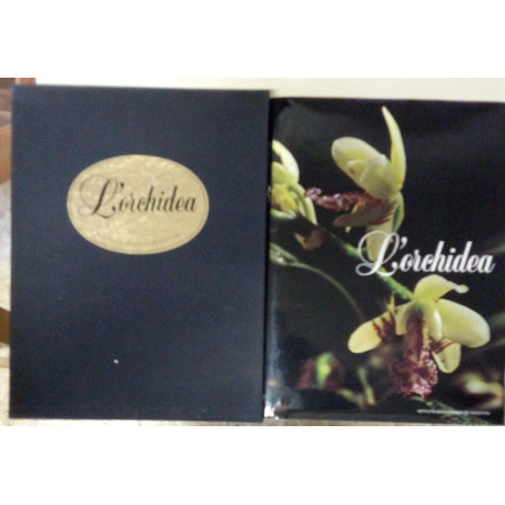 L'orchidea