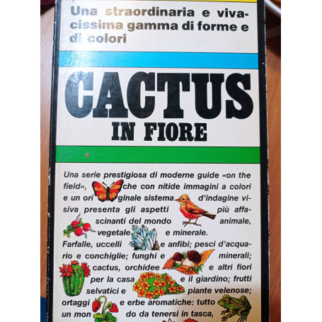 Cactus in fiore