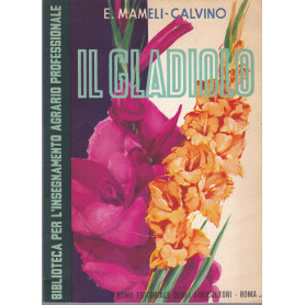 Il gladiolo nelle coltivazioni industriali e nei giardini