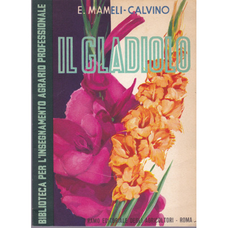 Il gladiolo nelle coltivazioni industriali e nei giardini