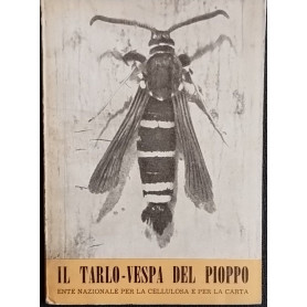 Il tarlo-vespa del pioppo