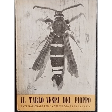 Il tarlo-vespa del pioppo