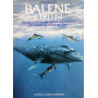 Balene e delfini.