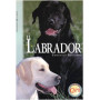 Il labrador.
