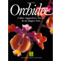 Orchidee