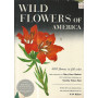 Wild flowers of America